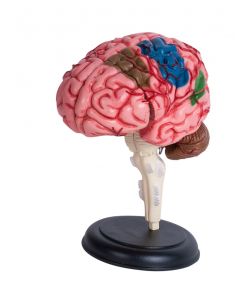 4D Human Brain Anatomy Model - Haines Educational