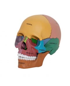 4D Human Didactic Exploded Skull Anatomy Model - Haines Educational