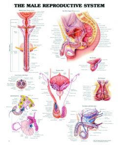 Chart, Male Reproduction, (Bachin) 50 x 66cm - Haines Educational