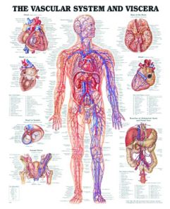 Chart, Vascular System, (Bachin) 50 x 66cm - Haines Educational