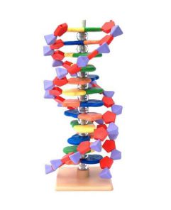 Models, Molymod, DNA model kit, 12 layer - Haines Educational