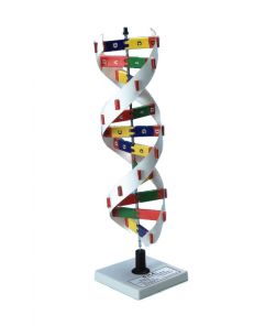 Models, DNA kit, 30cm - Haines Educational