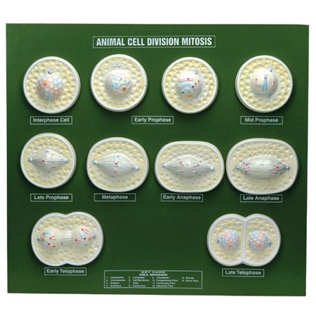 Models, Mitosis, animal cell, raised relief, 48 x 55 cm - Haines ...