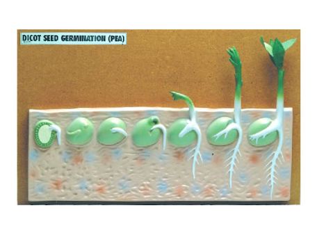 Models, Seed Germination (Pea), dicot - Haines Educational